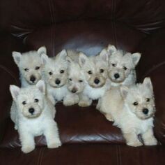 Schulte Scottish Terrier Puppies