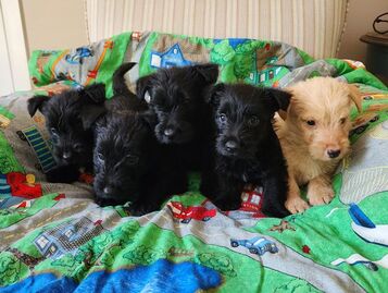 Schulte Scottish Terrier Puppies